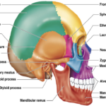 Anatomy Kazan University